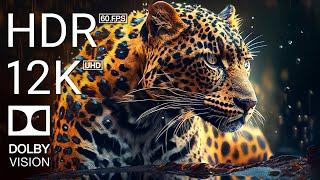 12K HDR 60FPS DOLBY VISION - ANIMALS COLORFUL - TRUE CINEMATIC