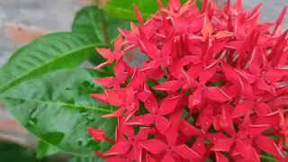 RANGAN FLOWER । Ixora coccinea।