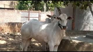 Nagori Bachde||Nagori bail||Ox race live today||Nagori breed||Nagaur mela||Bail bazar||Racing ox||