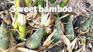 Growing bamboo from cutting propagation || How to plant sweet bamboo shoot fast