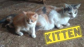 Kitten || anak kucing bermain lucu