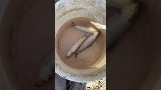 Первый улов Донской селедки в этом годуНачало.