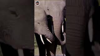 This Behavior is a Prove that Elephants are Smart! #shorts #elephant