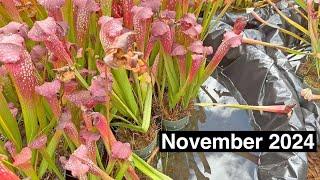 Carnivorous Plant Care for November 2024