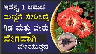 ಇದನ್ನ ಒಂದು ಚಮಚ ಸೇರಿಸಿದ್ರೆ ಗಿಡ ಮತ್ತು ಬೇರು ವೇಗವಾಗಿ ಬೆಳೆಯುತ್ತವೆ #marysmanegarden  #organic #gardener