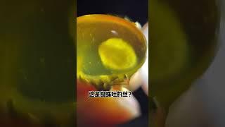 琥珀 琥珀直播 – 对庄高端 琥珀 蜜蠟 蜜蜡 珠宝定制，琥珀 养心， 蜜蠟 养人，定制属于你的 琥珀 蜜蠟 蜜蜡 珠宝 代购 挂坠，全网最权威 琥珀教学 蜜蠟教學 蜜蜡教学 #琥珀  #蜜蠟 #蜜蜡