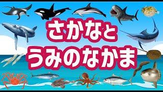 【子供が喜ぶ水族館】魚の名前と海の仲間たちが何が出てくるから当ててね！さかなの名前ずかんかじき・たい・たこ・くじら・まんた・いか・たこ未就学児向け教育｜Fish picture book.