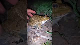 Speed frog jumping funny | funny screaming toad | funny catch frogs