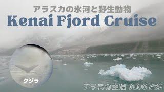 【Life in Alaska #29】Kenai Fjord Cruise in Seward | VLOG