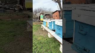 Алыча. Карника. Пчеловодство на Кубани. 28.03.2025 #пасека #bee #карника #пчеловодство
