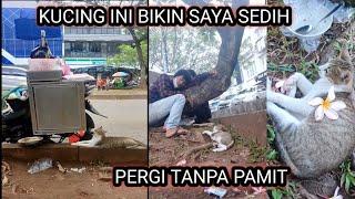 KUCING INI  BIKIN SAYA MENANGIS