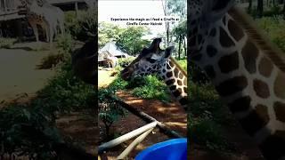 EXPLORE the Giraffe Center in Nairobi#giraffecentre#kenya#travel#wildlife #safari#nature#shorts