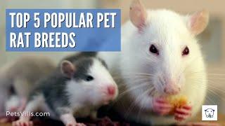 Top 5 Popular Pet Rat Breeds