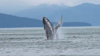 Whale Watching in Hoonah, Southeast Alaska