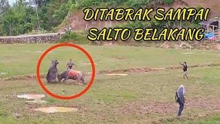 Tedong Silaga Seleksi Kerbau Petarung Toraja / Adu Kerbau / chọi trâu