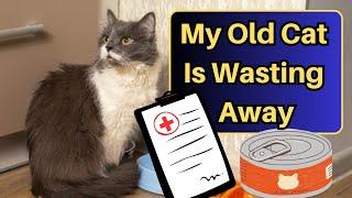 What To Feed An Older Cat That Is Losing Weight