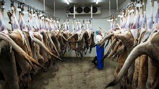 Millions Kangaroo Harvesting in Australia - Kangaroo Meat Processing in Factory - Kangaroo Industry