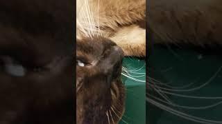 Tao's first purr with us - sound up