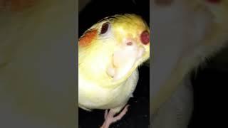 Sleepy birds #comedy #funny #funnyvideo #satisfying #happy #cockatiel #funnyanimals #fun