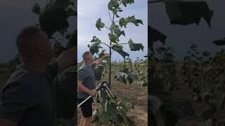 The growth of a PAULOWNIA PLANTATION each month ( ENGLISH SUBTITLE)
