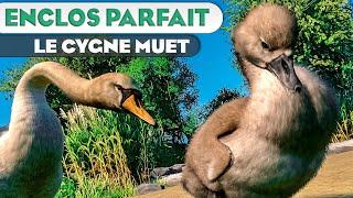 Le Cygne tuberculé | LES ENCLOS PARFAITS : ÉPISODE 139 | PLANET ZOO