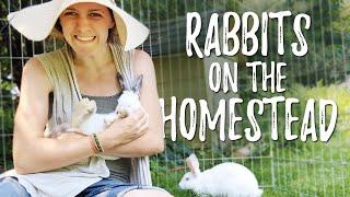 15 BENEFITS of Raising Rabbits on Your Homestead