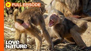 Hamadryas Baboon Clans Battle Over Territory | Wildlife Icons Ep107