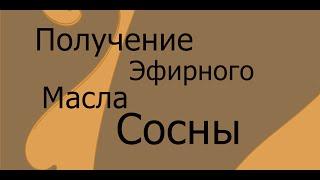 Получение эфирного масла сосны