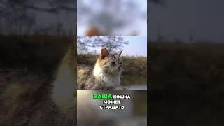 Как понять, что у кошки болит: признаки и решения