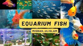 Equarium fancy fish in karachi #Equarium #fish #karachi