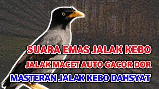 Kumpulan Burung Jalak Kebo Suara Emas, Indah Dan Merdu Pas Buat Masteran Jalak Kebo Pemula