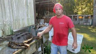 skinning a large snapping turtle