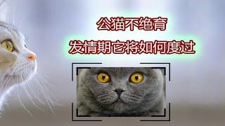 公猫不绝育会怎样？你知道它发情期如何度过吗？