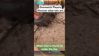 Overwatch players discover rats #overwatch #overwatch2 #overwatchclips #overwatch2gameplay