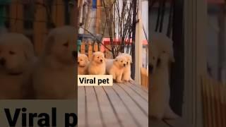 viral pet #shorts #viralpet #love #funnyvideo