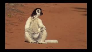 Angus Bit - Sifaka Scratchdance