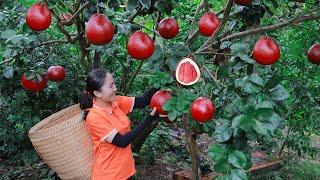 400 days harvest fruits, pomelo, mangoteen Go to market sell | Emma Daily Life