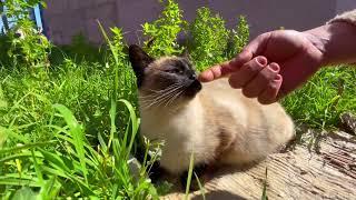 An angry Siamese cat that doesn't want to be touched, just wants food.