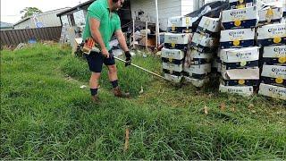 Am I CHEATING others out of WORK?! Free yards clean ups are ruining the lawn care industry