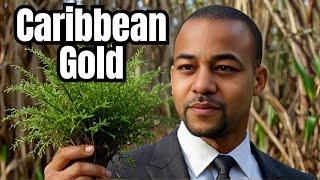 The Sea Moss Gold Rush: Opportunity or Scam?