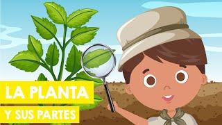 La PLANTA y sus PARTES para niños     | Función de las plantas