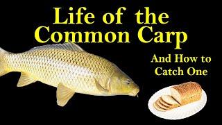 Life of the Common Carp and How to Catch One (Carp Biology and Fishing Tips)