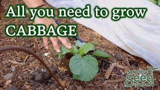 Growing cabbages even in SAN DIEGO | Planting, fertilizing & harvesting PRO TIPS