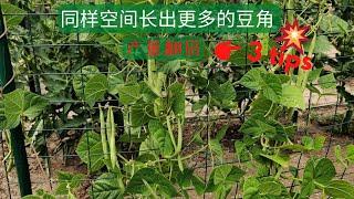 【豆角种植】同样空间长出更多的豆角 产量翻倍的3个小技巧