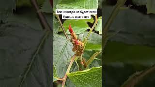 Тли никогда не будет если будешь знать это #тля #сад #огород