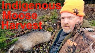 Indigenous Moose Harvest plus How to Field Dress and Skin a Moose (Warning Graphic Content)