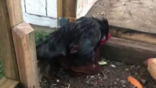 Chickens Mating Compilation