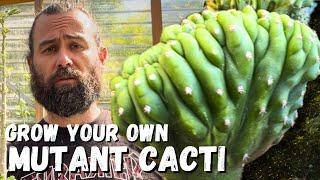 How to grow your own mutant cacti