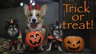 TRICK OR TREAT! - Topi the Corgi