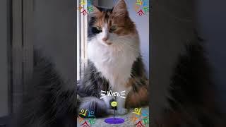 СМЕШНЫЕ КОШКИ / ПРИКОЛЫ С КОШКАМИ